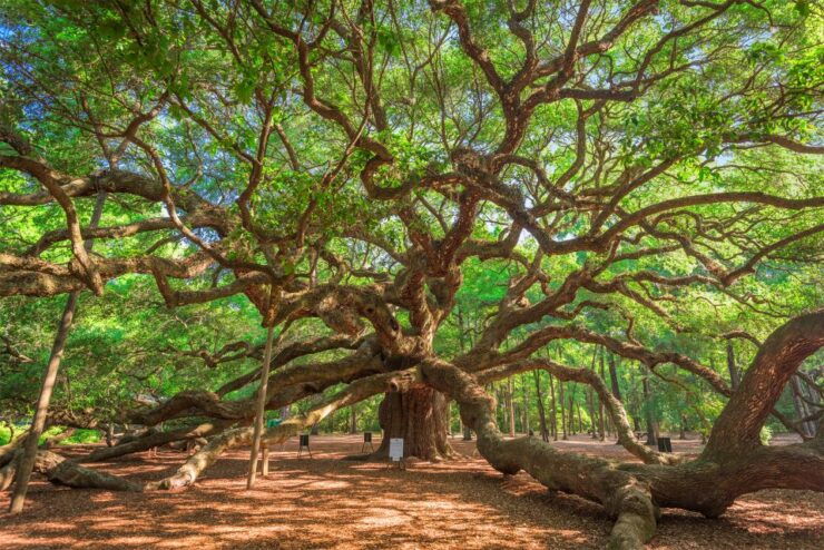Charleston: Wadmalaw Island Wine Tasting and Tea Garden Trip - Good To Know