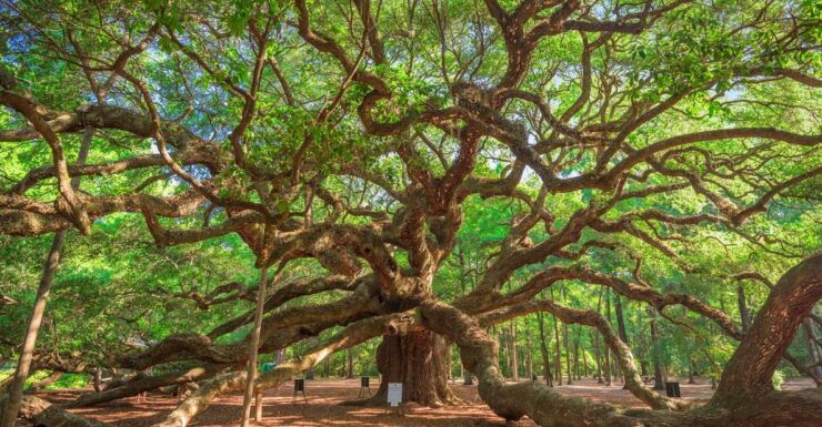 Charleston: Wadmalaw Island Wine Tasting and Tea Garden Trip - Activity Details