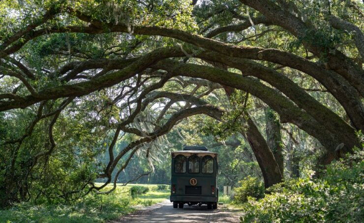 Charleston: Wadmalaw Island Wine Tasting and Tea Garden Trip - Experience Highlights
