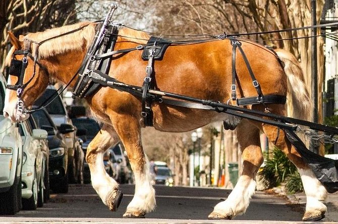 Charlestons Historic Residential Horse and Carriage Tour - Interacting With Horses and Carriage Details