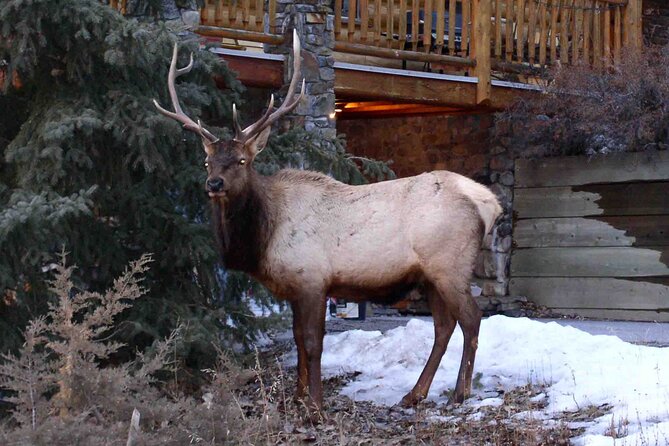 Charming Romantic VIP Tokyo Experience - Cancellation Policy