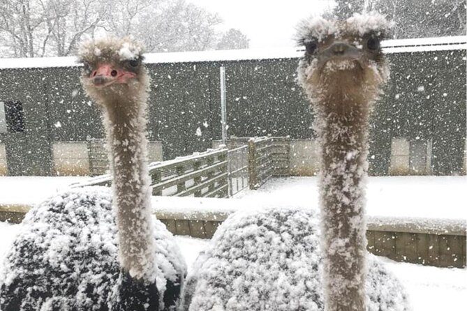 Charming Romantic VIP Tokyo Experience - Operated by Island Travel Specialists