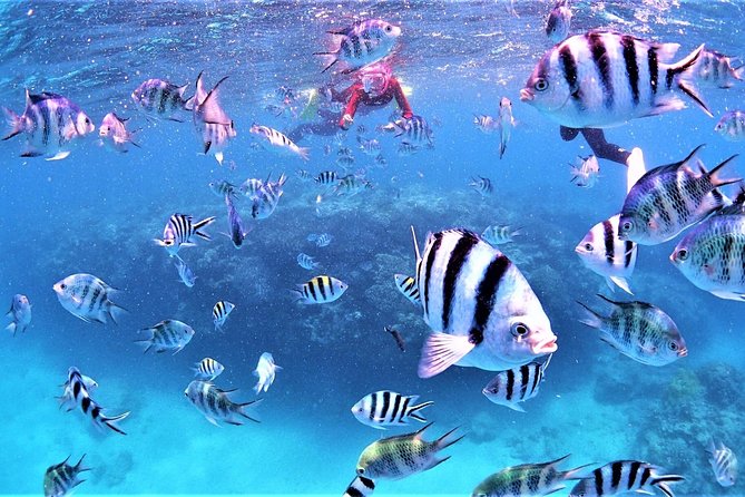 Charter Snorkeling (Near Churaumi Aquarium) Free Photo Gift - Meeting and Pickup Information