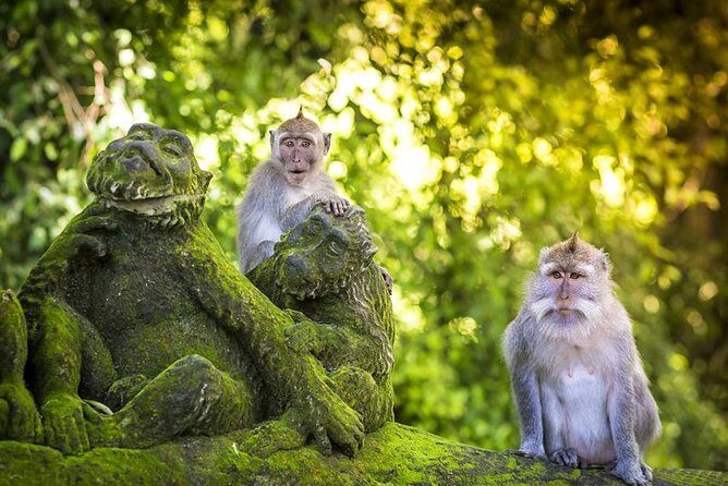 Charter Standard Vehicle with Driver at Bali- 5 Hours Usage - What to Expect from the 5-Hour Bali Vehicle Charter