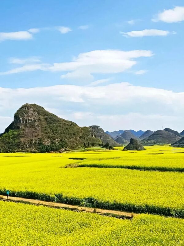 Chartered tour of Kunming, Yunnan + Luoping Canola Flower Sea one-day chartered tour - Why Luoping makes a worthwhile spring detour