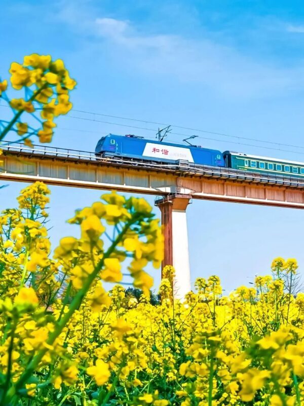 Chartered tour of Kunming, Yunnan + Luoping Canola Flower Sea one-day chartered tour - Private transport, not a guided group tour