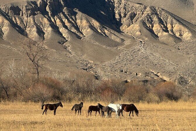 Charyn Canyon and Black Canyon 1 Day Private Tour - Introducing the Tour: What You Can Expect  