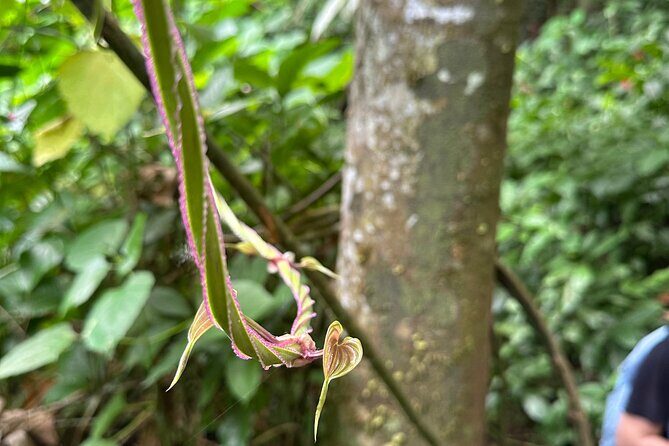 Chase Waterfalls - Discover a hidden 180ft rainforest gem - Who Will Love This Tour?