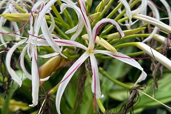 Chase Waterfalls - Discover a hidden 180ft rainforest gem - FAQ