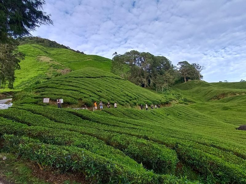 Chasing Dawn - Cameron Highlands Sunrise & Mossy Forest Tour - The guide and transport make the early start easier