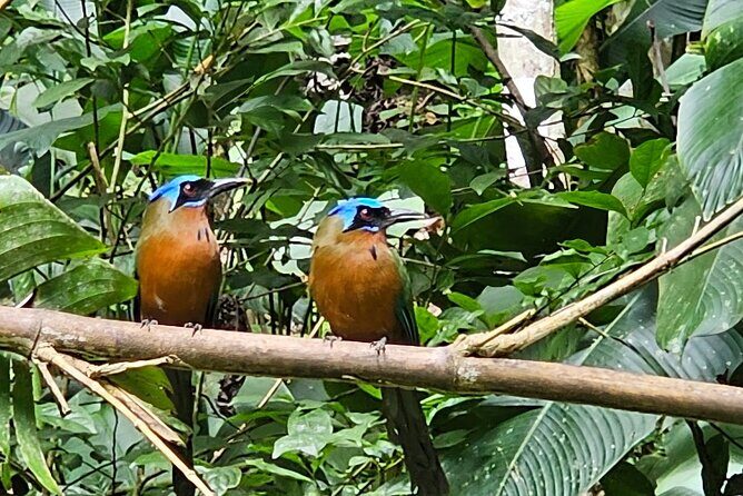 Chasing Waterfalls Experience in Tobago - Authentic Insights from Reviews