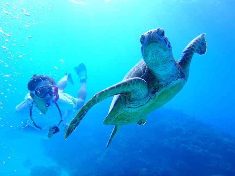 Chatan: FullDay Snorkeling in Kerama National Park - Considerations & Practical Tips