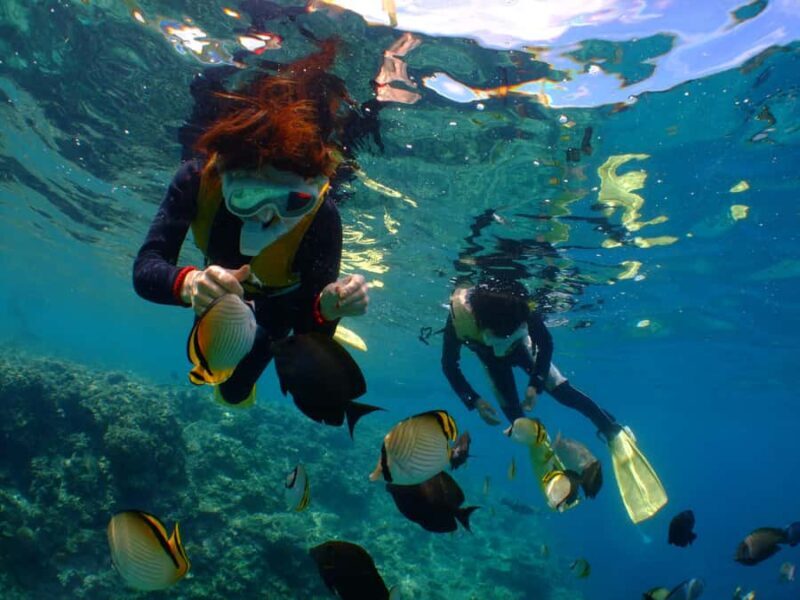 Chatan: FullDay Snorkeling in Kerama National Park - The Marine Environment: What You’ll See