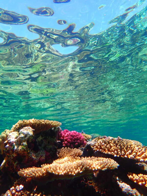 Chatan: FullDay Snorkeling in Kerama National Park - Cost and Value for Money