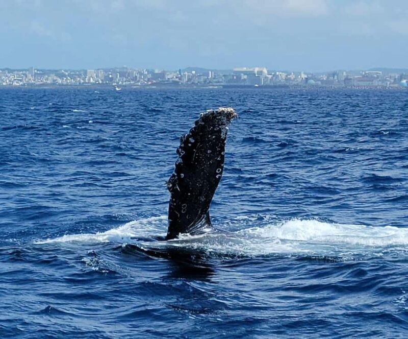 Chatan: Okinawa Whale Watching - An Honest Look at Okinawa Whale Watching