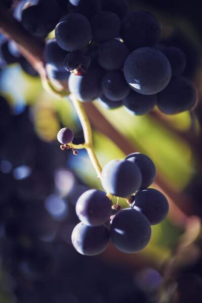 Château Arton: VISIT AND WINE TASTING - Customer Feedback