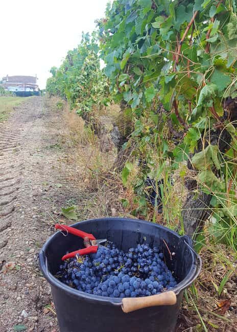 Château Cantelaube: tour and tasting at an unusual wine estate - FAQ