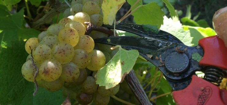 Château Du Bois-Huaut: Cellar Tour and Wine Tasting Class - Description of the Experience