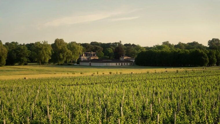 Château Olivier: One Hour Vineyard Tour With Wine Tasting - Tour Itinerary