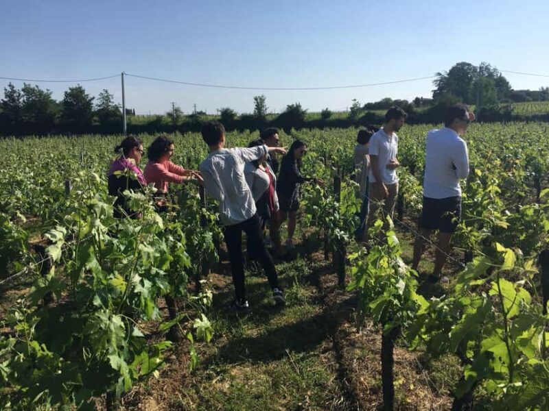 Château St-Emilion Grand Cru visit and Grand Cru and Pomerol tasting - In-Depth Breakdown of the Tour