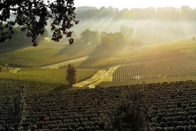 Château TOUR BALADOZ Grand Cru Classé: Panoramic Tasting - Accessibility and Child-Friendly Amenities