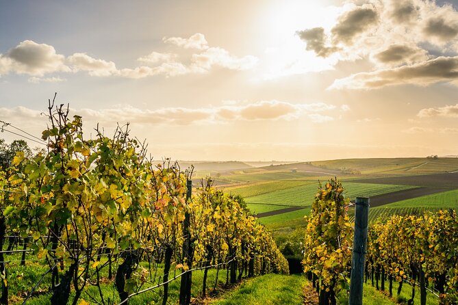 Chateauneuf Du Pape and Luberon Vineyard Tour From Avignon - Good To Know