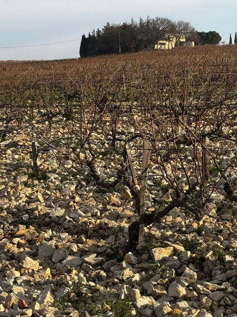 Châteauneuf-Du-Pape: Full-Day Wine Tour With Sommelier - Wine Tasting Experience