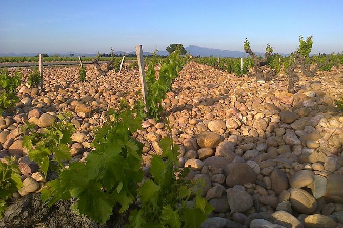 Chateauneuf-Du-Pape Prestige Wine Tour From Avignon - Tasting and Tours