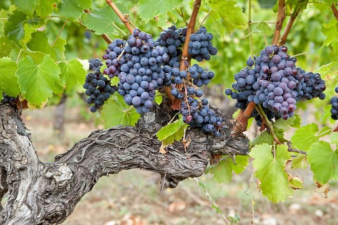 Chateauneuf-Du-Pape Prestige Wine Tour From Avignon - Common Questions
