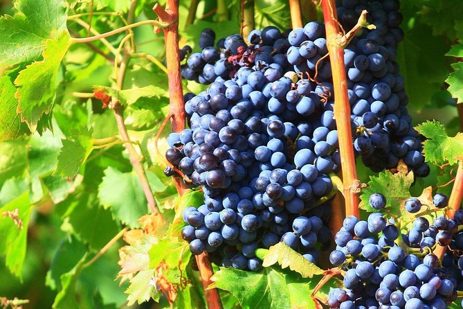 Châteauneuf-Du-Pape Wine Region Tour and Tastings From Avignon  - Cancel 24H Prior & Full Refund - The Sum Up