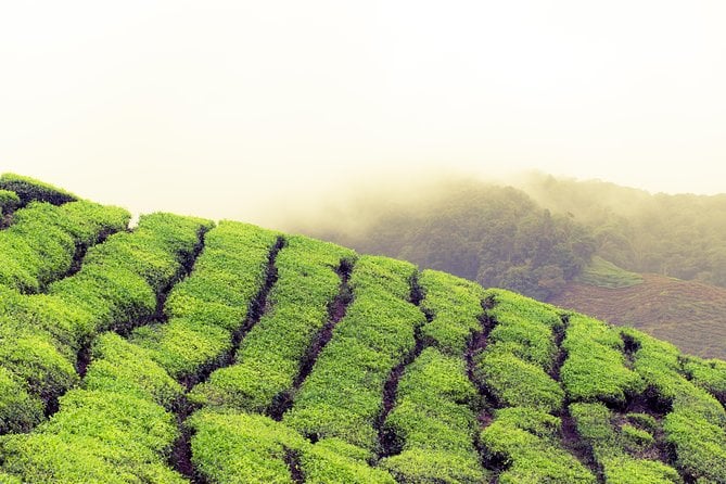Chauffeur: Cameron Highlands to Singapore Van Transfer - Good To Know