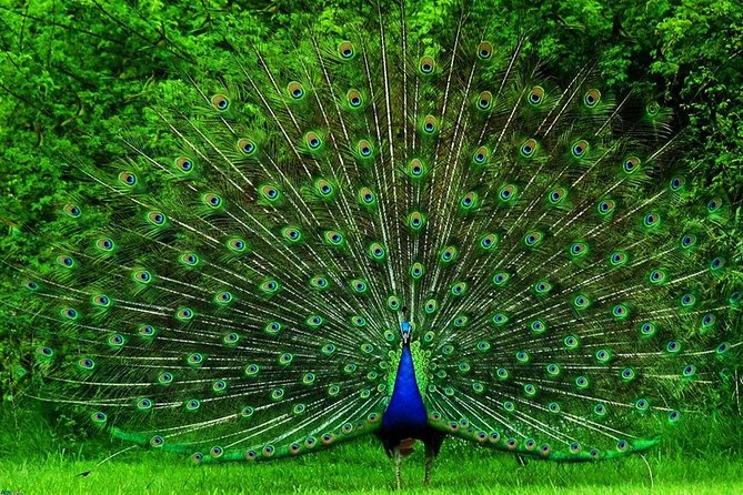 Chauffeur Driven Car for Private Tours ( Any Days) - Start Time and Opening Hours