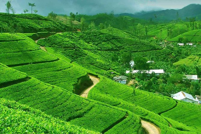 Chauffeur Driven Car for Private Tours ( Any Days) - Customer Reviews