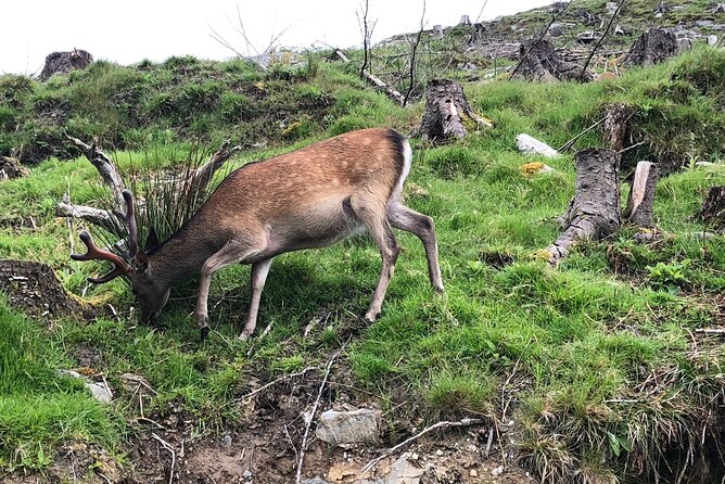 Chauffeur Driven Tour of Beautiful County Wicklow - Flexibility and Knowledge