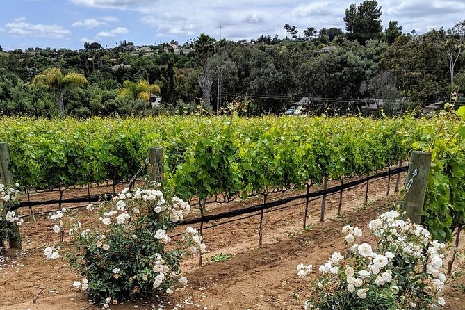 Chauffeured Vineyard Adventure to Local San Diego Vineyards - The Sum Up