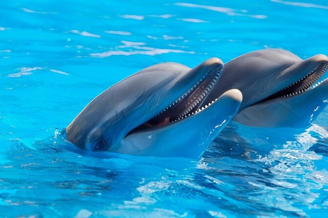 Cheap Trip: a Dolphin Trip in Hurghada. - Cancellation Policy