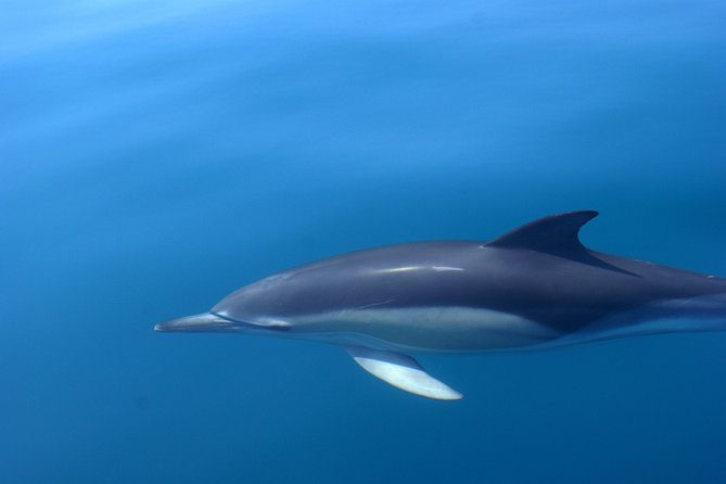 Cheapest Family Friendly Boat Trip From Vilamoura Algarve - Reviews and Pricing Information