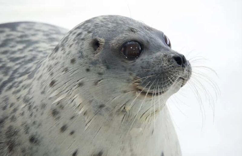 Checkemail for voucherOsaka Aquarium Kaiyukan Entry Ticket - An Overview of Osaka Aquarium Kaiyukan