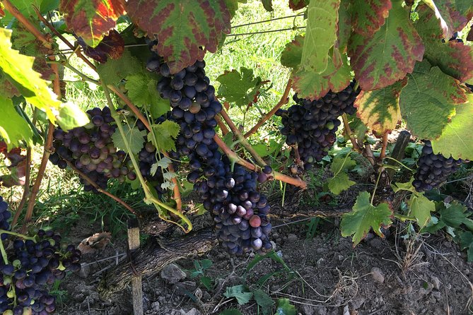 Cheese and Wine of Lyon Vineyards - Half Day - Cancellation Policy