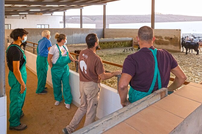 Cheese Making Workshop in Fuerteventura With Breakfast - What to Expect During the Workshop