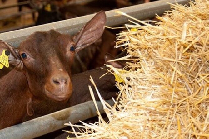 Cheese Preparation Unique Experience - Cancellation Policy for the Cheese Preparation Experience