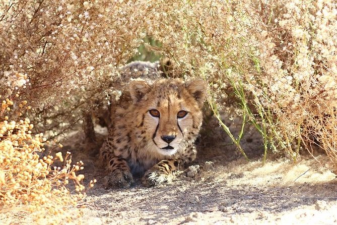 Cheetah Encounter and Cape Wine Lands Tour. - Inclusions and Tour Details