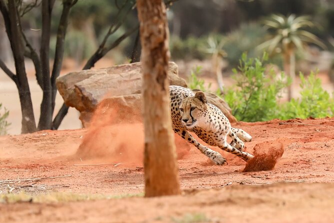 Cheetah Encounter at Werribee Open Range Zoo - Cancellation Policy