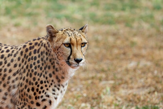 Cheetah Encounter at Werribee Open Range Zoo - Customer Reviews