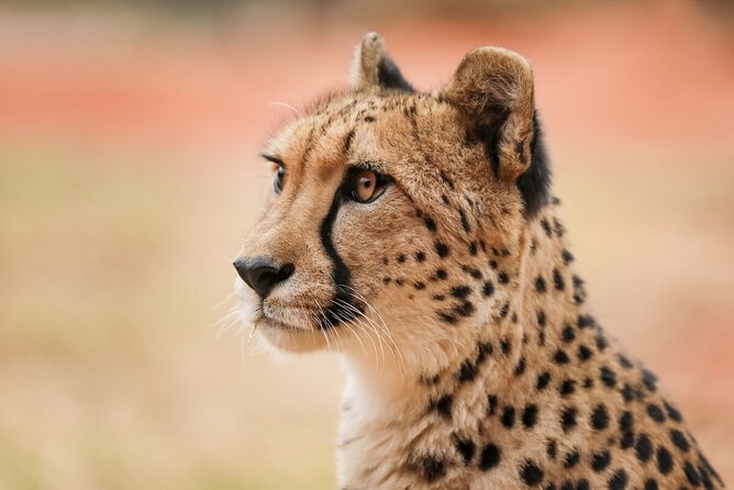 Cheetah Encounter at Werribee Open Range Zoo - Copyright and Terms & Conditions