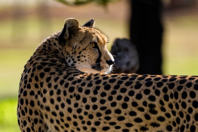 Cheetah Encounter at Werribee Open Range Zoo - Additional Details