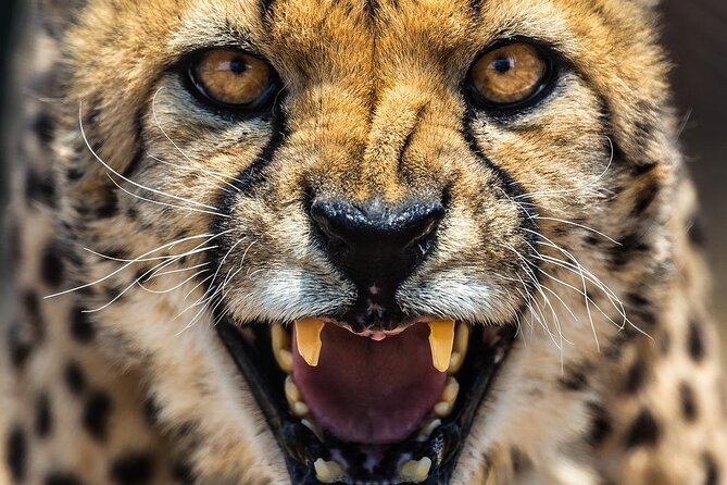 Cheetah Outreach and Award-Winning Winelands Full Day Tour - Tour Details