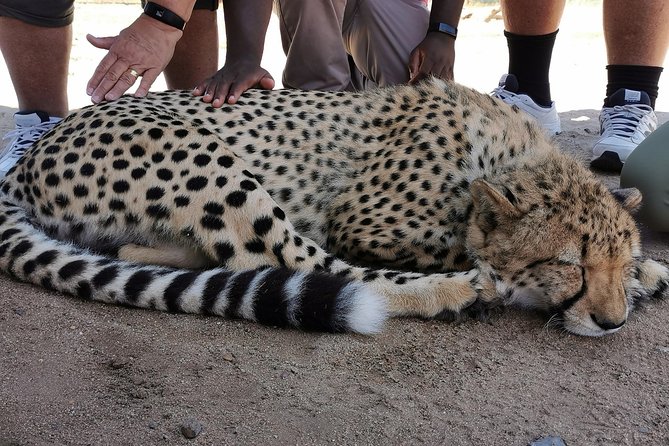 Cheetah Outreach Tour Somerset West, Gordons Bay and Strand Beaches - Praise for the Cheetah Outreach Experience