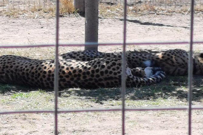 Cheetah Outreach Tour Somerset West, Gordons Bay and Strand Beaches - Compliments for the Driver/Guide