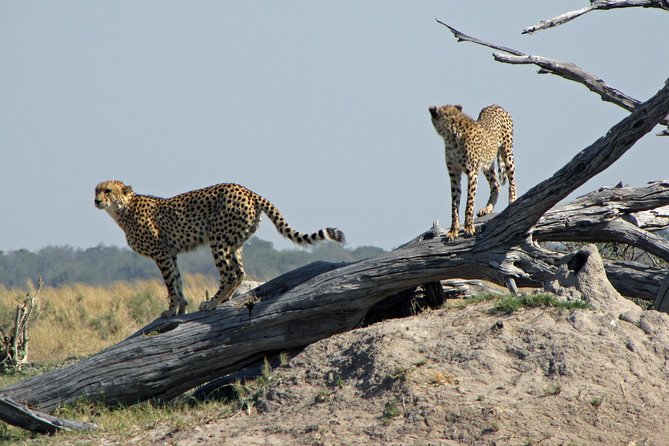 Cheetah Safari Discounted Package - Pickup Information